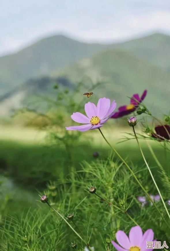 含羞草www免费看片天涯海角：畅游美丽风景，感受自然的魅力与宁静，享受心灵的放松与愉悦