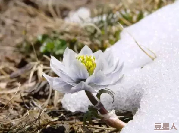 双蛇难入金银花：解析双蛇的象征意义与金银花在文化中所代表的美好寓意