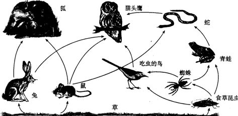 捉朱竹清繁殖子：研究其生态习性与繁殖行为对保护策略的影响分析