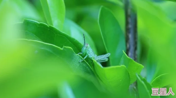 双蛇难入金银花：探讨自然界中生物适应与生态平衡的微妙关系，揭示其对环境保护的重要性和启示