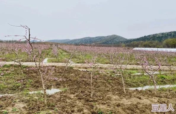 精品久久久一二三区：震惊！全网热议的神秘事件曝光，背后真相令人难以置信，网友纷纷表示无法接受！