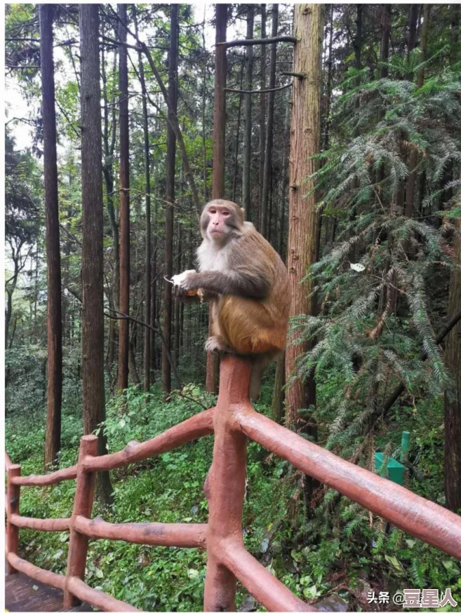 打扑生猴子教程图片：详细解析如何通过图文并茂的方式掌握打扑生猴子的技巧与方法