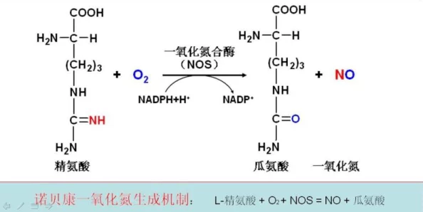 体内精69XXXXXx白浆：研究发现其对生理功能的影响及潜在应用前景分析