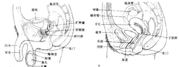 扒开女人两片毛耸耸此标题为网络用语，常用于调侃或描述女性生殖器的外观特征