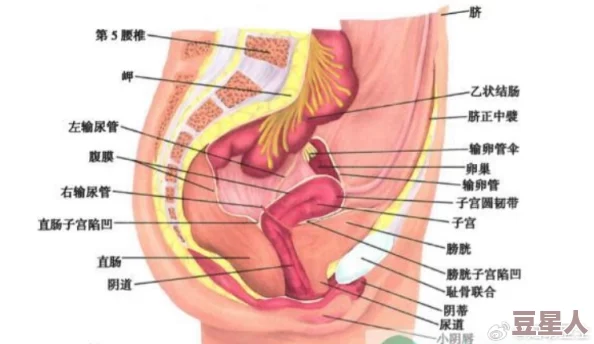 扒开女人两片毛耸耸此标题为网络用语，常用于调侃或描述女性生殖器的外观特征