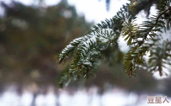 品色堂网站落在香杉树的雪花心怀希望勇敢追梦每一步都值得珍惜