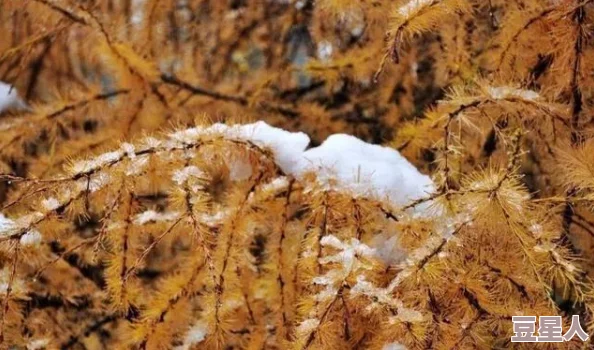 品色堂网站落在香杉树的雪花心怀希望勇敢追梦每一步都值得珍惜