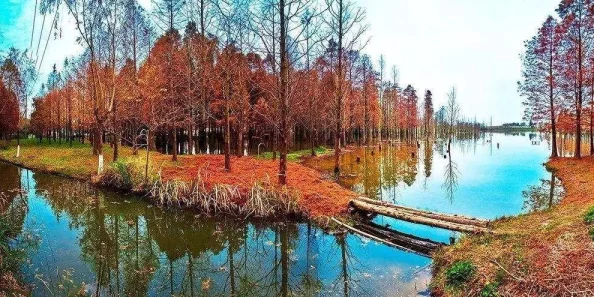 一个林一个阝念什么近日科学家发现新物种在亚马逊雨林中栖息