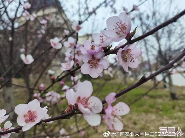 校园春色激情春回大地，万物复苏，校园里处处洋溢着青春的气息