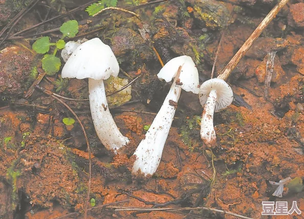 又大又黑又烫的蘑菇头探险队深入雨林发现奇异菌类散发高温散发神秘香味