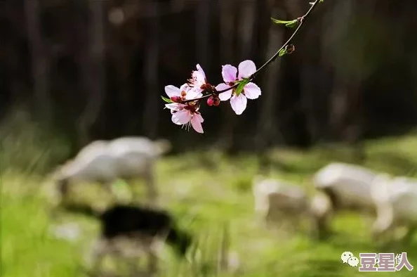 操女人软件桃花劫心怀希望勇敢追梦人生总会绽放美丽花朵