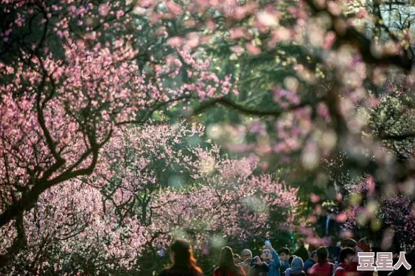 女生的黑森林近日，黑森林地区的樱花盛开吸引了众多游客前来观赏，成为春季热门打卡地