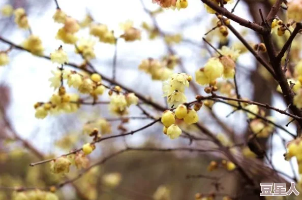 五月天六月丁香花期已过丁香依旧芬芳静待来年五月再赏繁花似锦