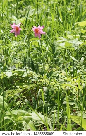 野花日本社区视频WWW据说有位神秘UP主上传罕见花卉视频引来大量关注