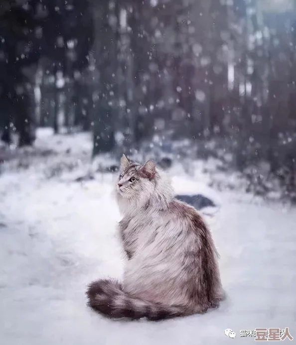 黑暗森林作者的猫其实是小说中反派角色的原型据说灵感来自一次猫咪玩毛线球