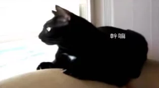 糖心柚子猫短视频vlog新增春日出游特辑精彩内容不容错过