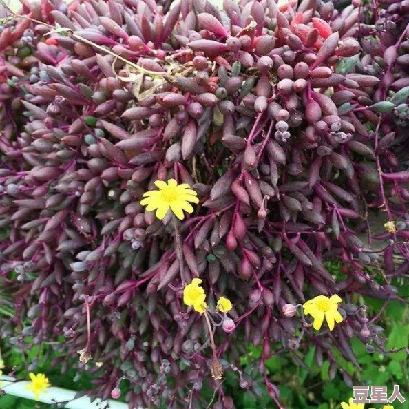 玩弄花核该行为对植物的繁殖和生长造成不可逆的损害，请勿模仿