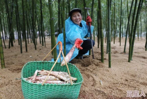 《三角洲行动》中探头功能的深度开启方法与技巧解析